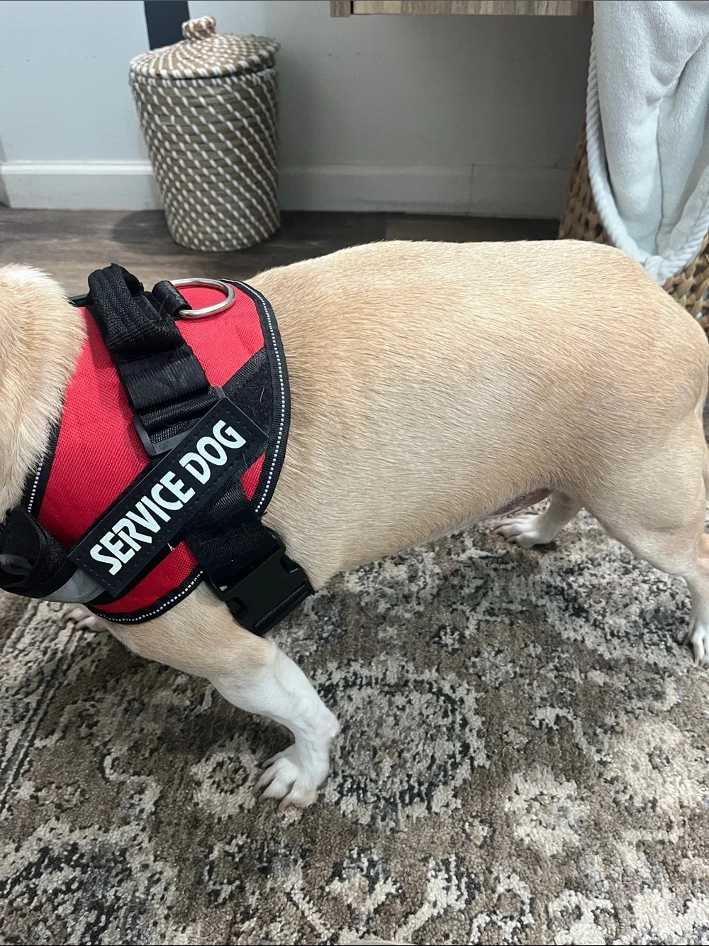 Service dog harness sz Med for 25 - 30 lb dog adjustable harness